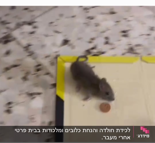 עכבר קטן על מלכודת דבק עם פיתיון